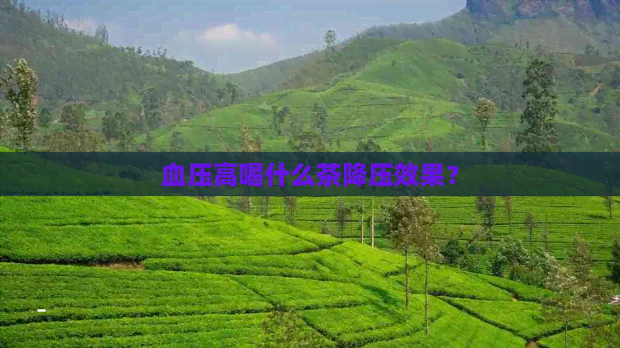 血压高喝什么茶降压效果？