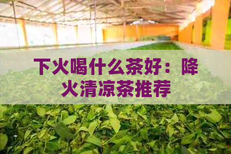 下火喝什么茶好：降火清凉茶推荐