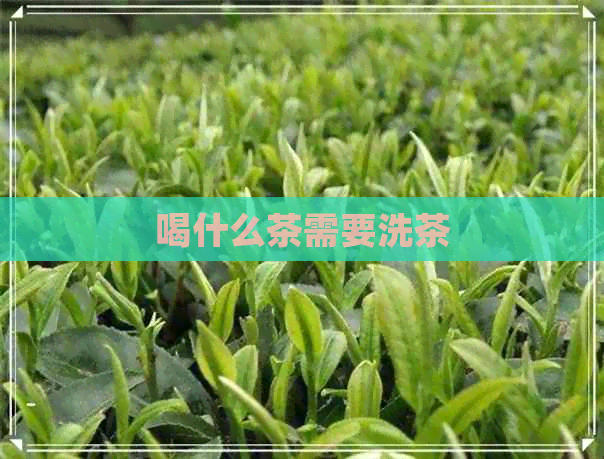 喝什么茶需要洗茶