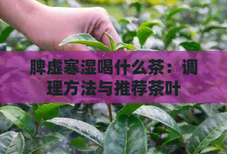 脾虚寒湿喝什么茶：调理方法与推荐茶叶