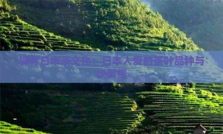 探寻茶文化：人爱的茶叶品种与饮用惯