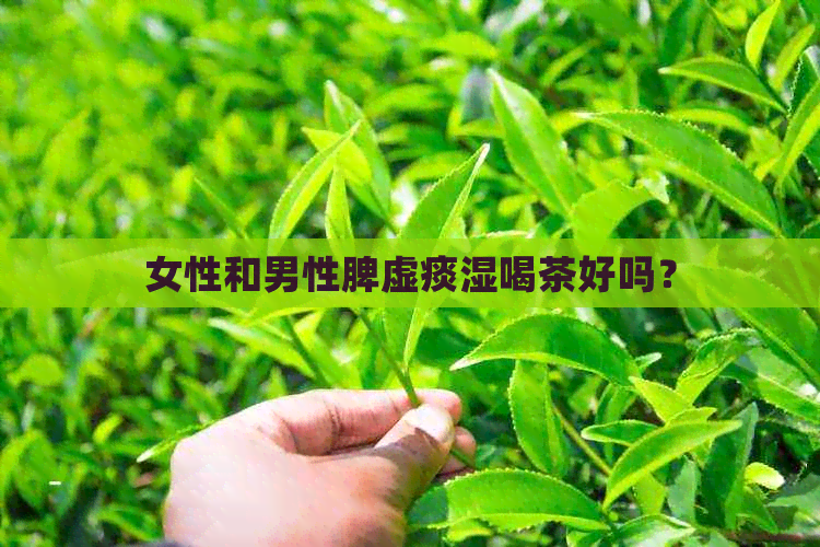 女性和男性脾虚痰湿喝茶好吗？