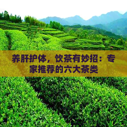 养肝护体，饮茶有妙招：专家推荐的六大茶类