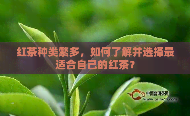 红茶种类繁多，如何了解并选择最适合自己的红茶？