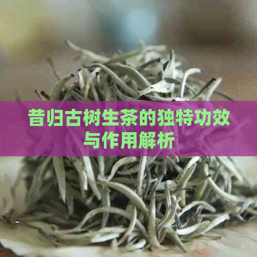 昔归古树生茶的独特功效与作用解析