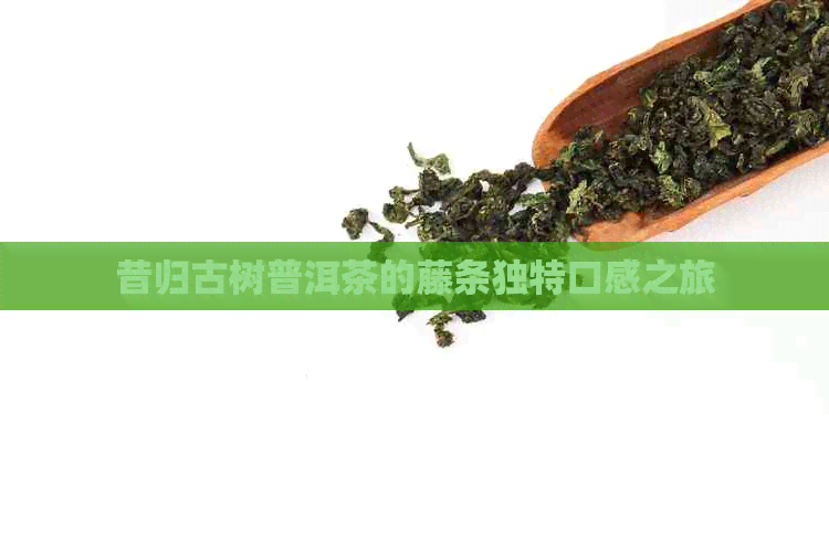 昔归古树普洱茶的藤条独特口感之旅