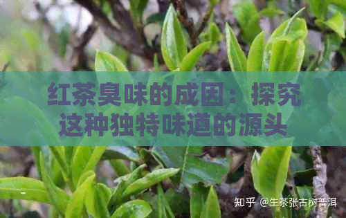 红茶臭味的成因：探究这种独特味道的源头