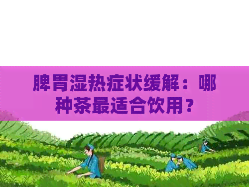 脾胃湿热症状缓解：哪种茶最适合饮用？