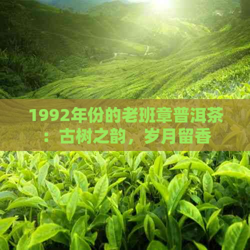 1992年份的老班章普洱茶：古树之韵，岁月留香