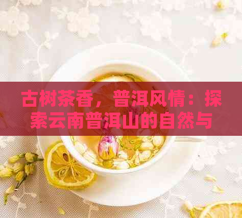 古树茶香，普洱风情：探索云南普洱山的自然与文化之美