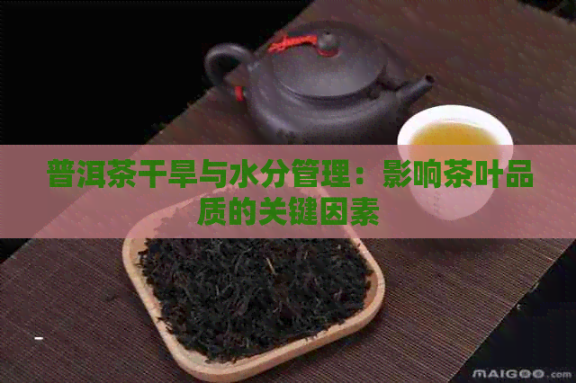 普洱茶干旱与水分管理：影响茶叶品质的关键因素