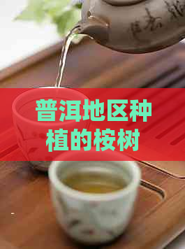 普洱地区种植的桉树品种选择和栽培技巧解析