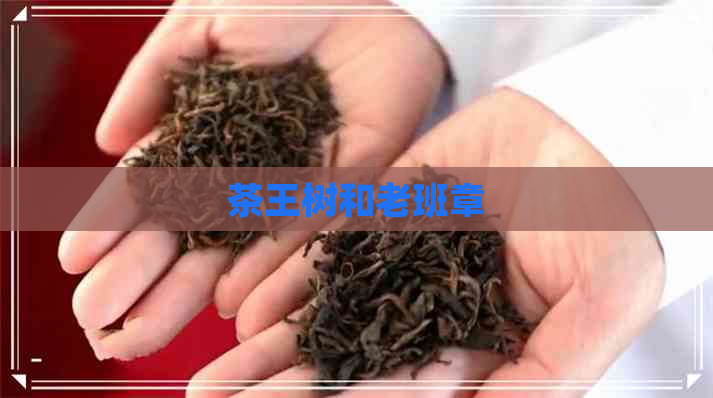 茶王树和老班章