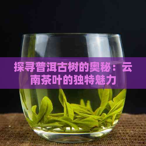 探寻普洱古树的奥秘：云南茶叶的独特魅力