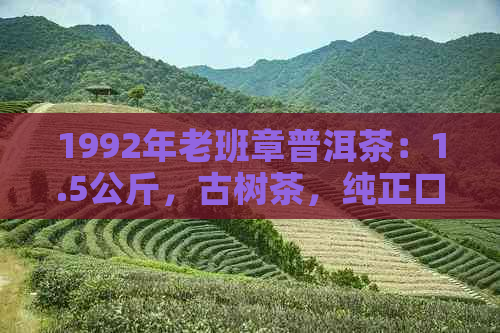 1992年老班章普洱茶：1.5公斤，古树茶，纯正口感，收藏与品饮之选