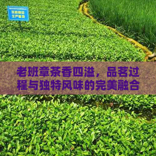 老班章茶香四溢，品茗过程与独特风味的完美融合