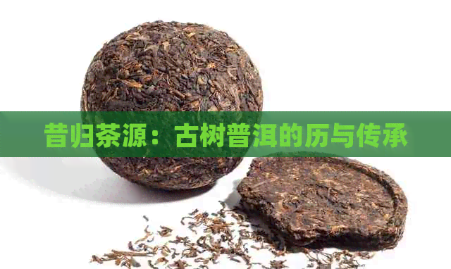 昔归茶源：古树普洱的历与传承