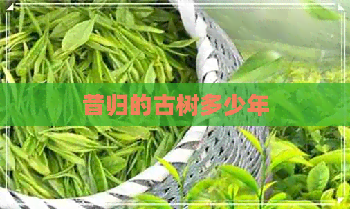 昔归的古树多少年