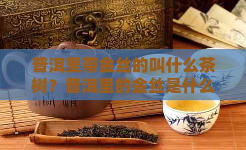 普洱里带金丝的叫什么茶树？普洱里的金丝是什么？