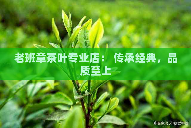 老班章茶叶专业店： 传承经典，品质至上