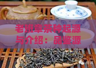 老班章茶种起源与介绍：品鉴源自高海拔的独特风味