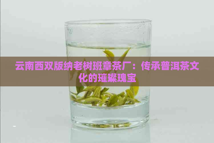 云南西双版纳老树班章茶厂：传承普洱茶文化的璀璨瑰宝