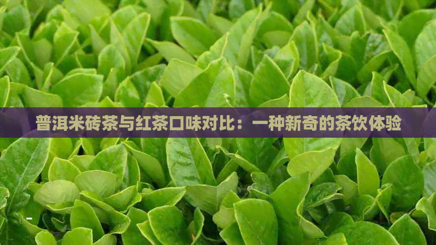 普洱米砖茶与红茶口味对比：一种新奇的茶饮体验