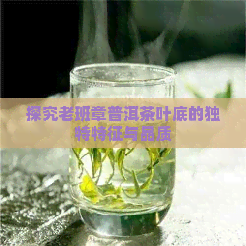 探究老班章普洱茶叶底的独特特征与品质