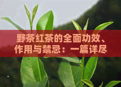 野茶红茶的全面功效、作用与禁忌：一篇详尽解答