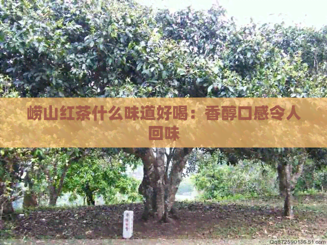 崂山红茶什么味道好喝：香醇口感令人回味