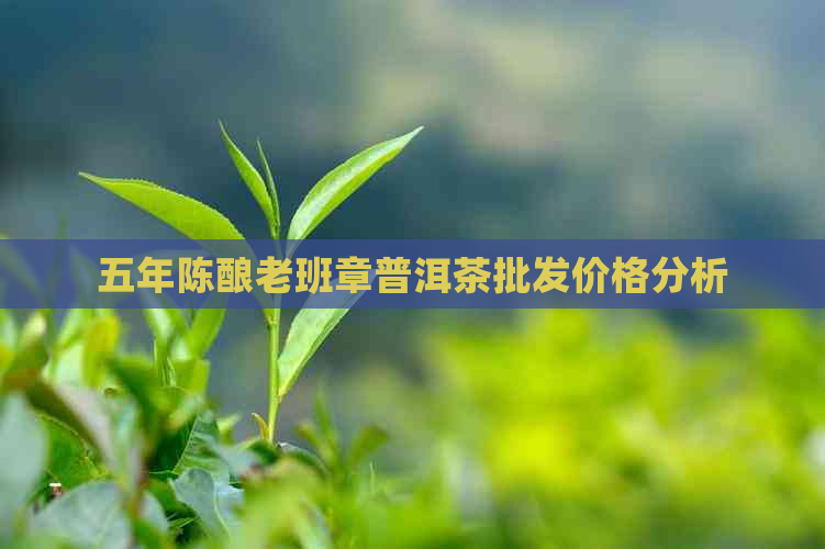 五年陈酿老班章普洱茶批发价格分析