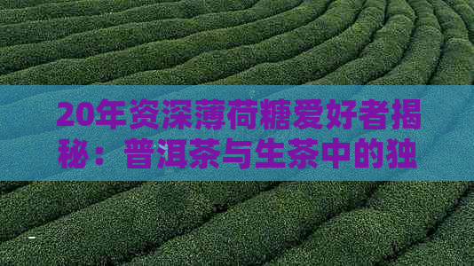 20年资深薄荷糖爱好者揭秘：普洱茶与生茶中的独特凉性来源