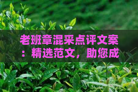 老班章混采点评文案：精选范文，助您成为写作高手！