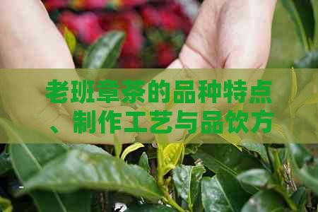 老班章茶的品种特点、制作工艺与品饮方法：一篇全面解析