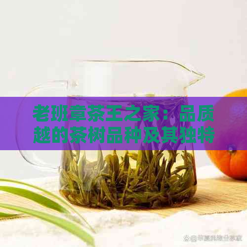 老班章茶王之家：品质越的茶树品种及其独特风味详解与品鉴指南