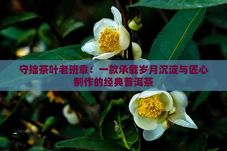 守拙茶叶老班章：一款承载岁月沉淀与匠心制作的经典普洱茶