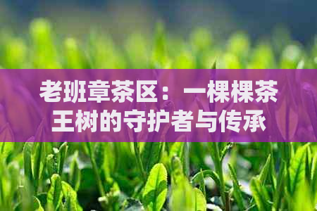 老班章茶区：一棵棵茶王树的守护者与传承