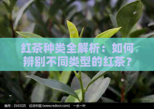 红茶种类全解析：如何辨别不同类型的红茶？