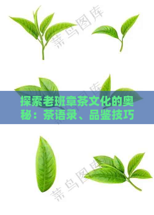 探索老班章茶文化的奥秘：茶语录、品鉴技巧与传统俗一应俱全