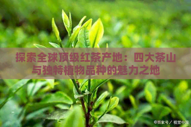 探索全球顶级红茶产地：四大茶山与独特植物品种的魅力之地