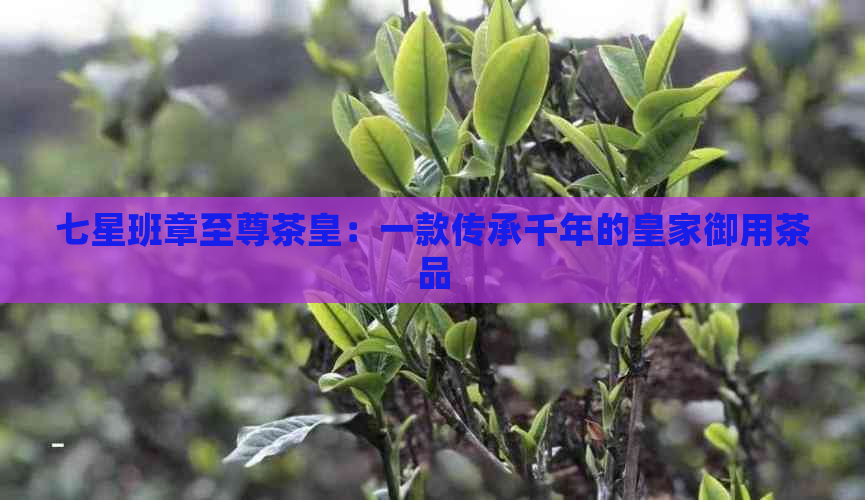 七星班章至尊茶皇：一款传承千年的皇家御用茶品