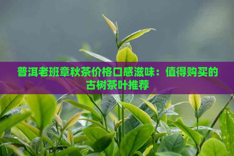 普洱老班章秋茶价格口感滋味：值得购买的古树茶叶推荐