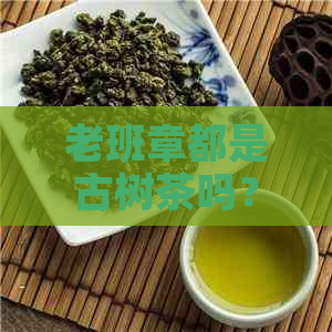 老班章都是古树茶吗？老班章古树茶特点、属于什么茶、多少钱一斤？