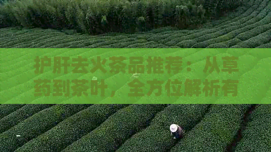 护肝去火茶品推荐：从草药到茶叶，全方位解析有效成分与饮用方法