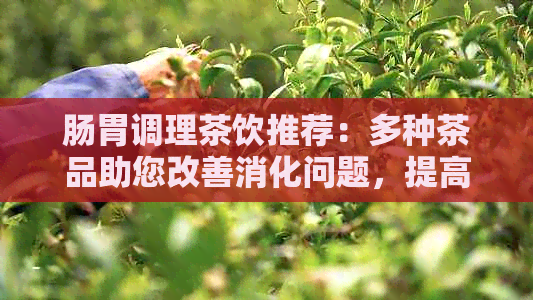 肠胃调理茶饮推荐：多种茶品助您改善消化问题，提高肠胃健