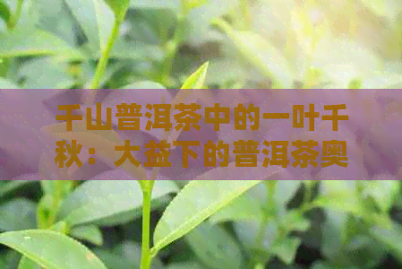 千山普洱茶中的一叶千秋：大益下的普洱茶奥秘探究