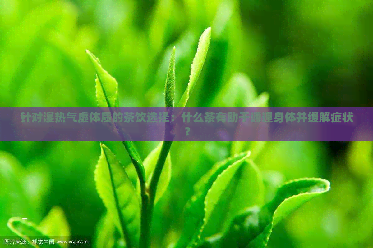 针对湿热气虚体质的茶饮选择：什么茶有助于调理身体并缓解症状？