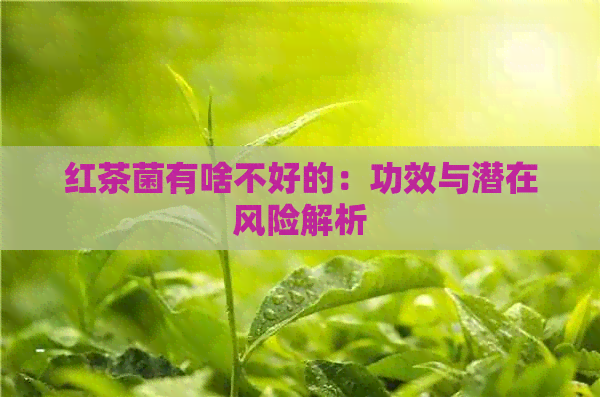 红茶菌有啥不好的：功效与潜在风险解析