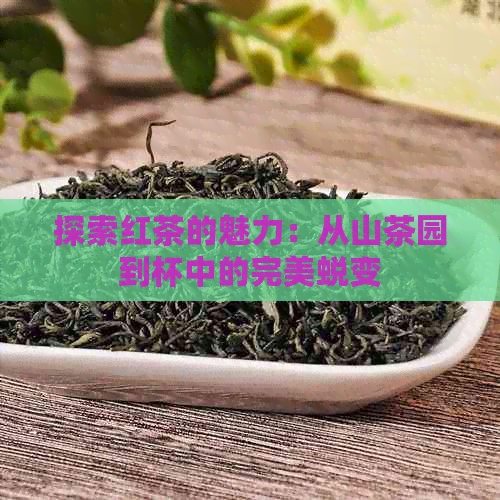 探索红茶的魅力：从山茶园到杯中的完美蜕变