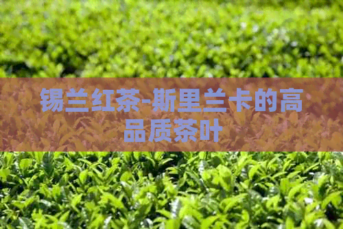 锡兰红茶-斯里兰卡的高品质茶叶